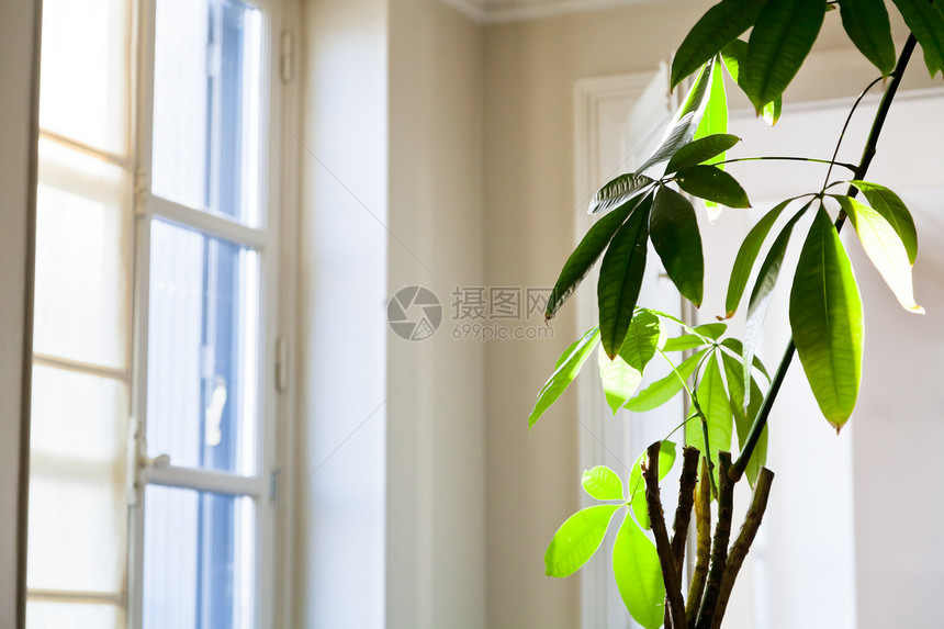 白公寓内种植的绿树叶图片