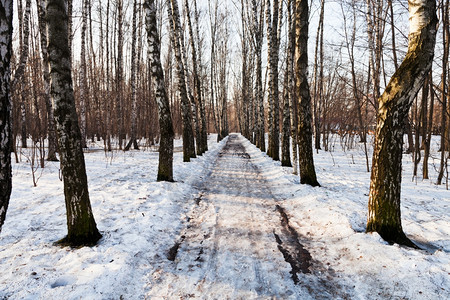 春天的白树林中积雪铺的小巷图片