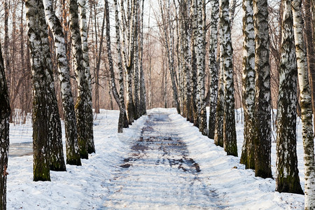 春天的白树林中积雪小巷图片