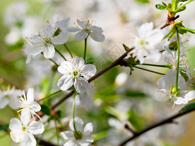 春季樱花收成图片