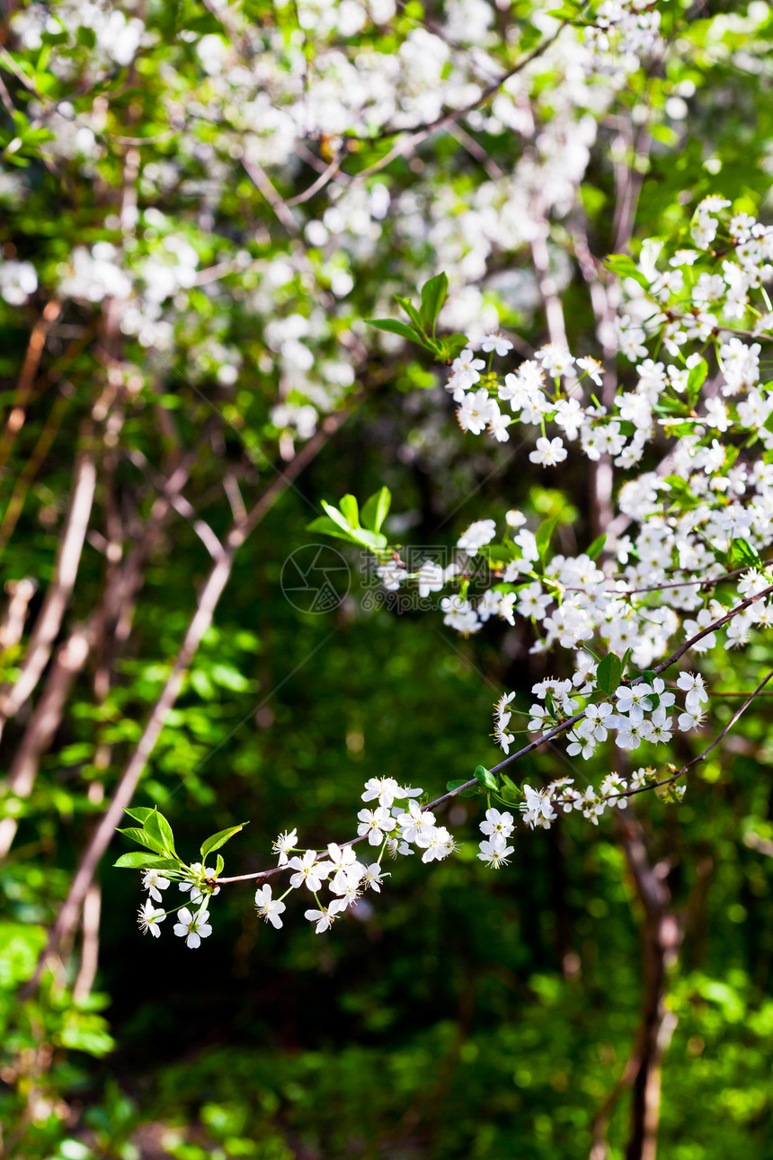 春林中的白花树图片