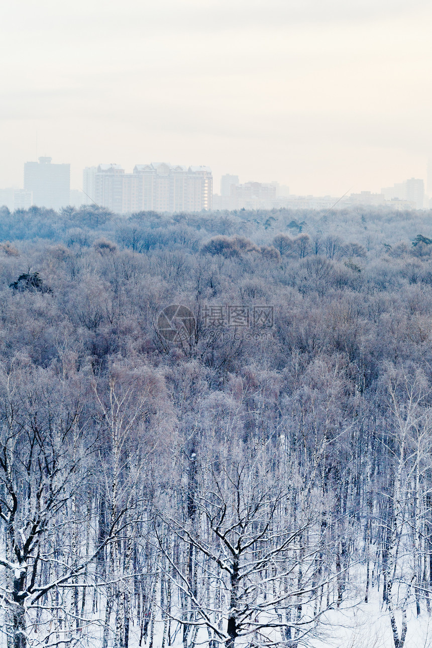 莫斯科冬季城市公园的清晨冰冻图片