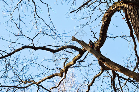 春蓝天空背景的橡树上木皮图片