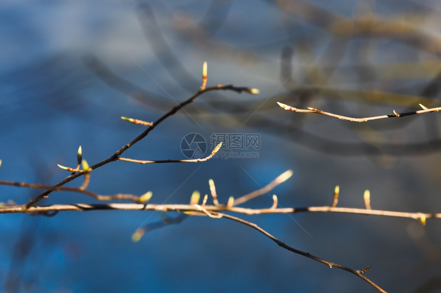 树枝上的小毛紧闭在春林中图片