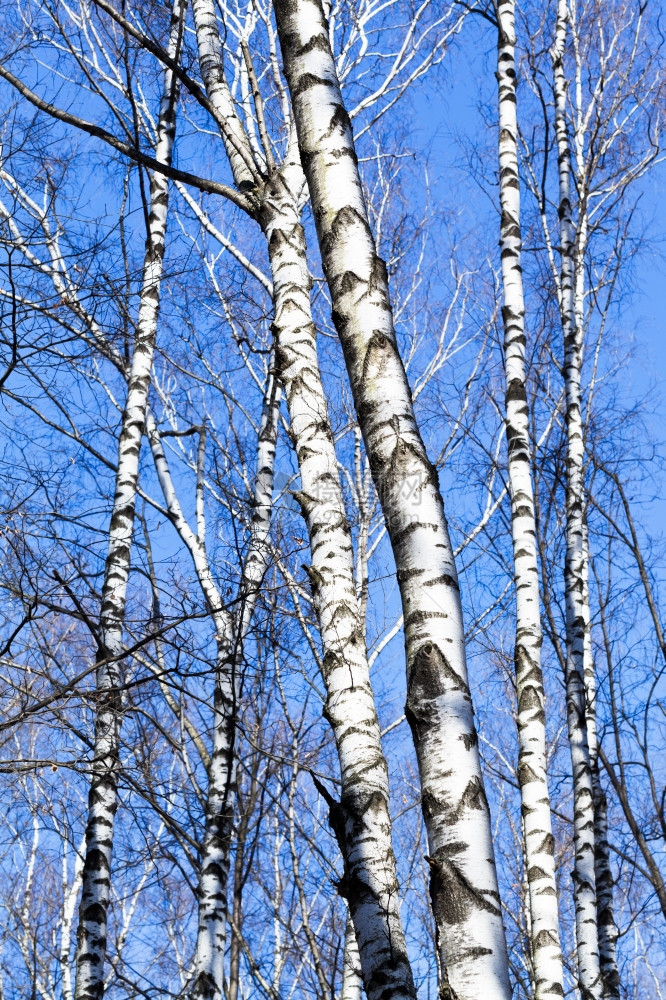 春日时蓝天空背景的光生树干图片