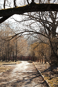 春日在城市公园的破树下流落叶的徒步行走图片