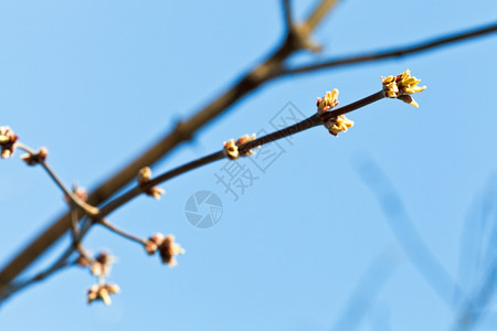 春天蓝空背景的苹果树枝上的绿芽图片
