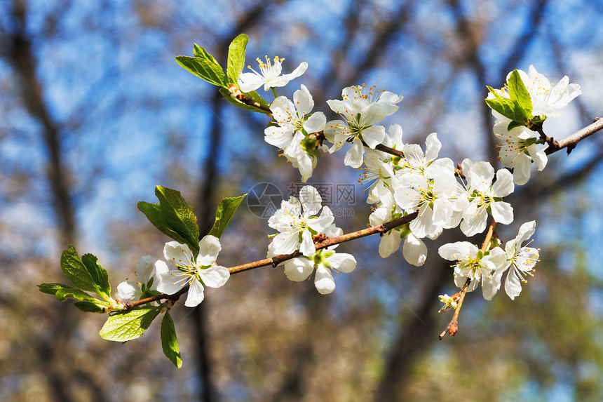 阳光明媚的春日盛开樱花图片