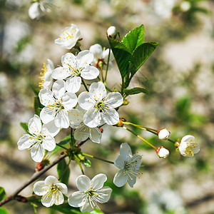 春天花园的白樱桃图片