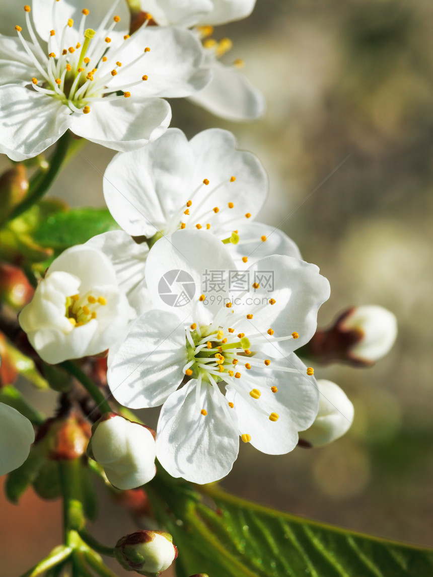 樱花盛开的白色花朵在春天的花园里合拢图片
