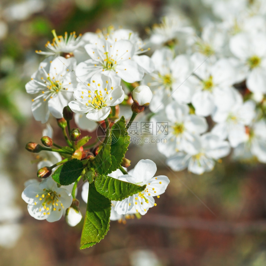 樱桃树上的白花在春天紧图片