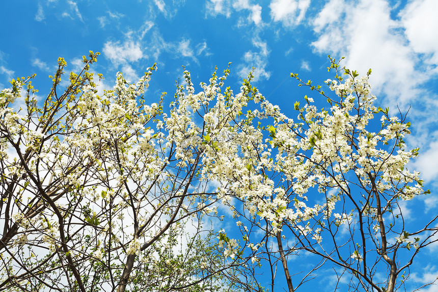 蓝色天空背景的白花樱桃树图片