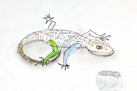 儿童画白纸上的蜥蜴和蛋壳图片
