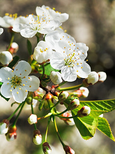 花朵樱桃紧贴在春花园图片