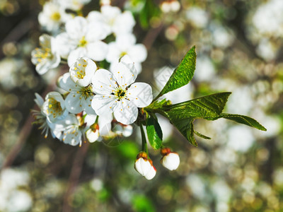 樱桃树的白花在春天紧闭图片