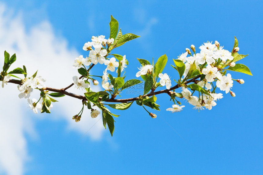 蓝天空背景的鲜花樱桃图片