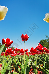 蓝色天空背景花朵床的红白郁金香底视图图片
