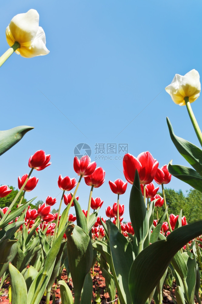 蓝色天空背景花朵床的红色和白装饰郁金花的底部视图图片