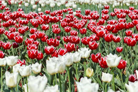 红色和白装饰郁金花草地背景图片