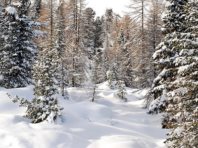 意大利多洛米特人ValGardana山上的雪花木图片
