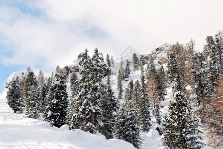 意大利多洛米斯ValGardana雪山坡上的金木图片