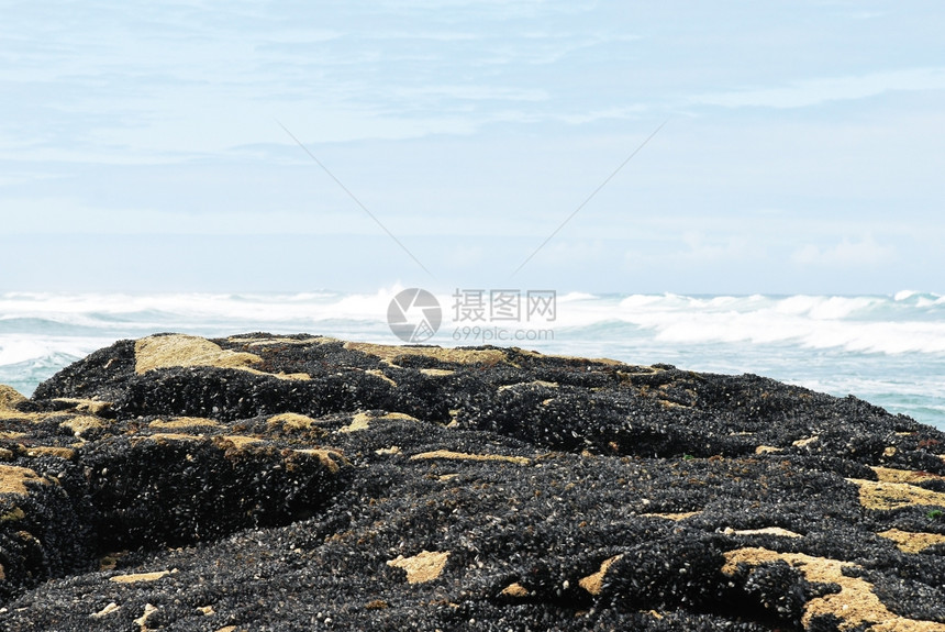 西班牙加利西亚科斯塔达莫特大西洋沿岸的群体贻贝图片