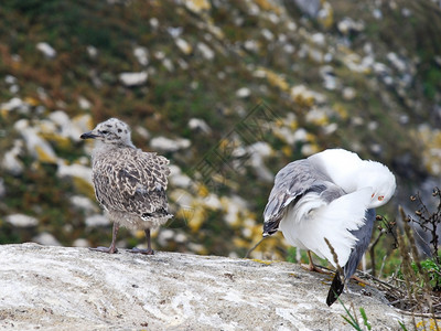 Cies群岛海鸥小雏鸟蝶西班牙大洋加利亚公园图片