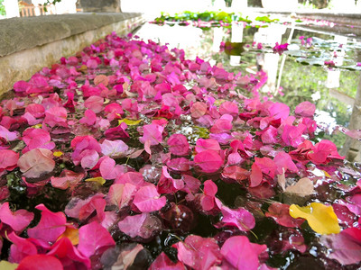 许多粉红花瓣漂浮在水中紧闭图片
