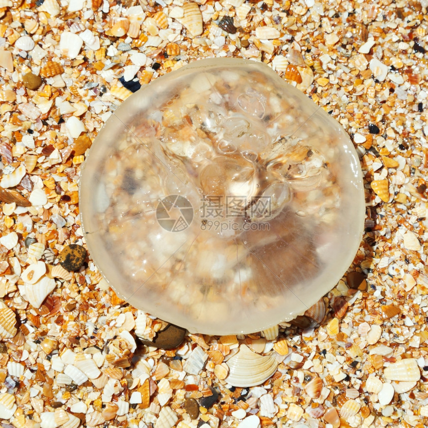 塔曼半岛阿佐夫海沙滩壳和贝上的Aureliaaurita水母图片