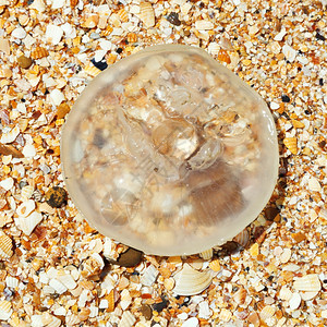 塔曼半岛阿佐夫海沙滩壳和贝上的Aureliaaurita水母图片