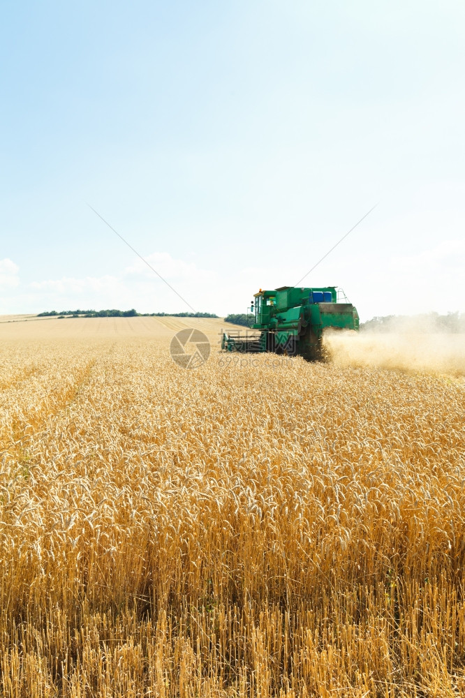 夏季在caucasus地区收获成熟小麦图片