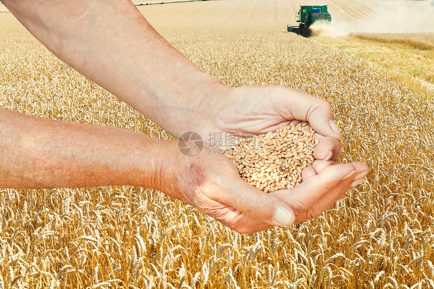 农民手握着小麦田地背景种子的小手图片
