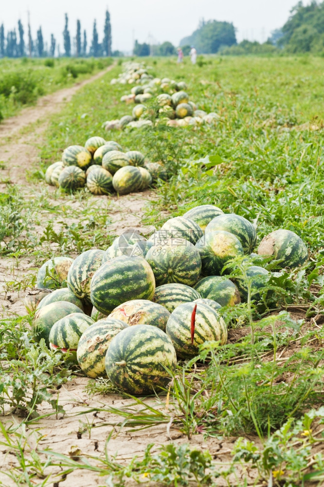 夏季瓜种植场上大量成熟的西瓜图片