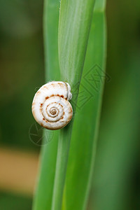 小蜗牛在叶上紧地关图片