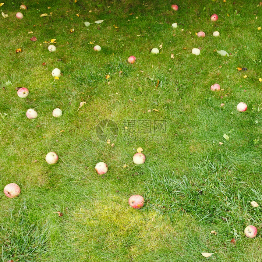 夏日的绿草上躺着落下成熟的苹果图片