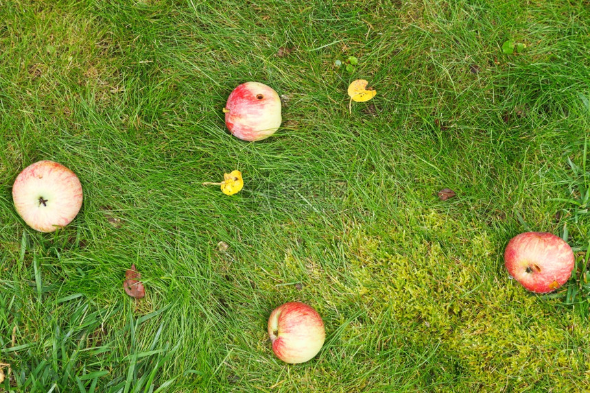 夏日的青草上躺着鲜少成熟的苹果图片