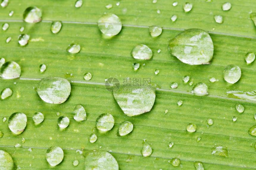 雨后紧闭的爱丽丝植物绿叶上的雨滴图片