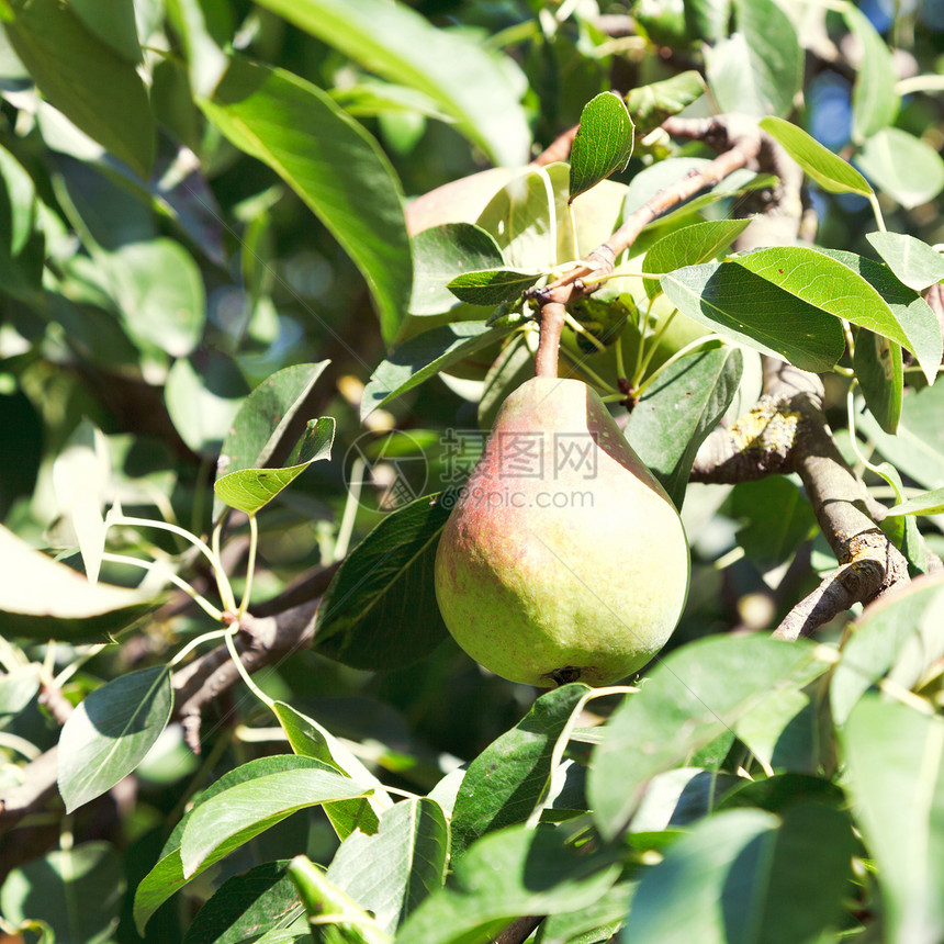 成熟的梨子在果园中的树叶在果园中的实图片