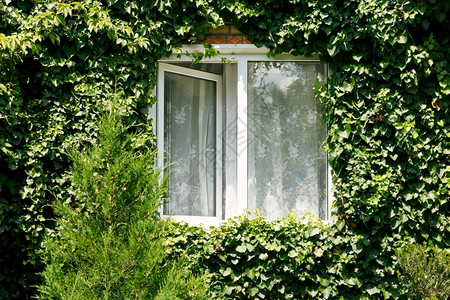 在阳光明媚的日子里在乡间房屋中新的开放窗口周围绿色长春图片