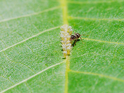 从胡桃树叶上聚集的虫类中提取蜂蜜的蚂蚁高清图片