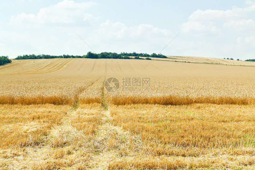 夏日Caucasus地区成熟小麦田图片