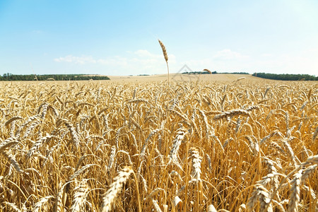 夏日Caucasusus地区成熟小麦种植图片