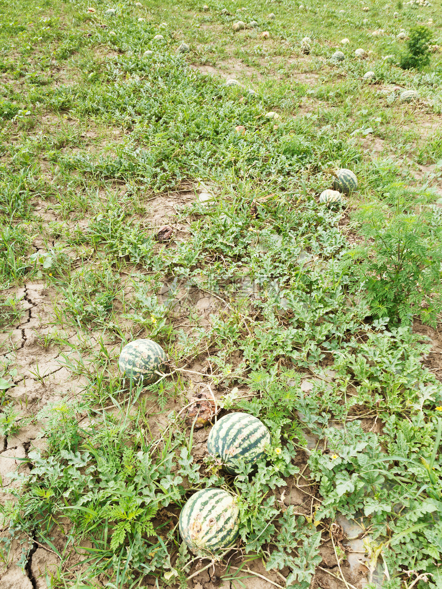 夏季甜瓜田上的成熟西图片