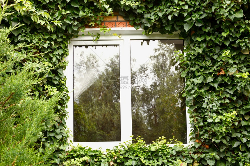 环绕乡村房屋中新塑料窗口的绿色长春藤图片