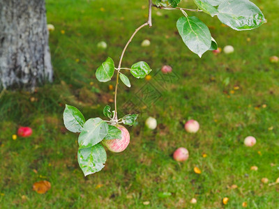 夏日苹果的枝上有成熟的果实图片