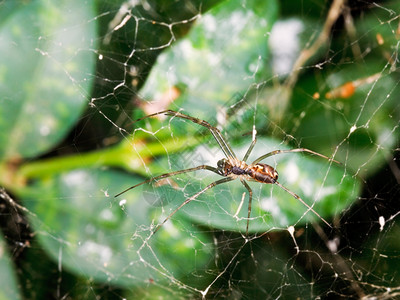 雨后树叶之间的蜘蛛网图片
