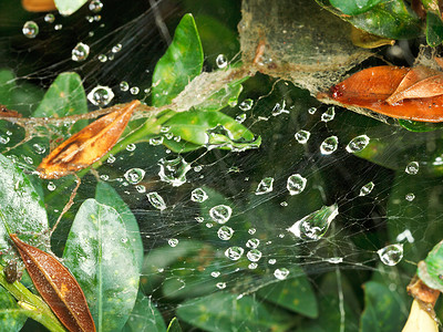 雨后箱木叶之间蜘蛛网上的雨滴高清图片