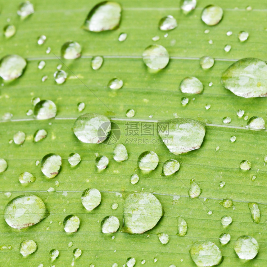 雨滴在虹膜植物的绿叶上雨后紧闭图片