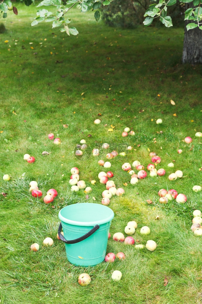 夏日在果园中采摘水桶的苹果收获图片