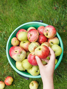 女孩在夏日水果园的桶里收集成熟苹果图片